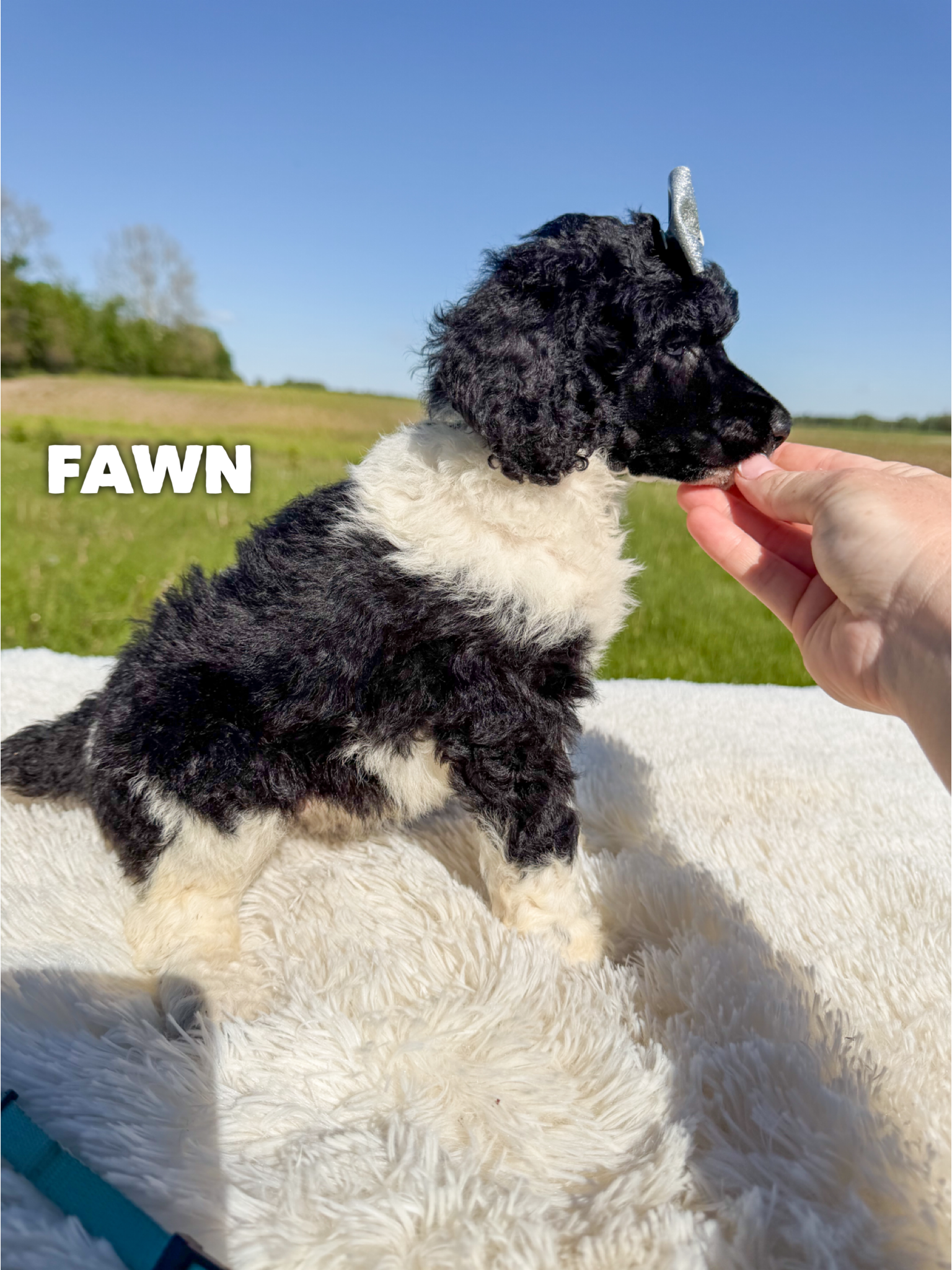 Fawn 2